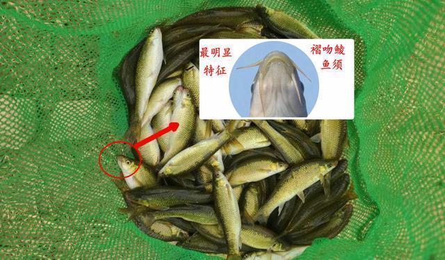 男子河里钓起四不像鱼,称“非常鲜”,网友不认识的鱼也敢吃