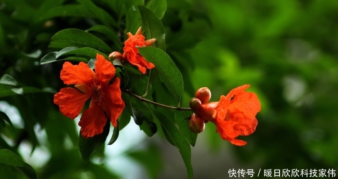 阿慧|花生壳、松针土作用都不如“它”，捡一点扔盆里，养啥都“爆盆”