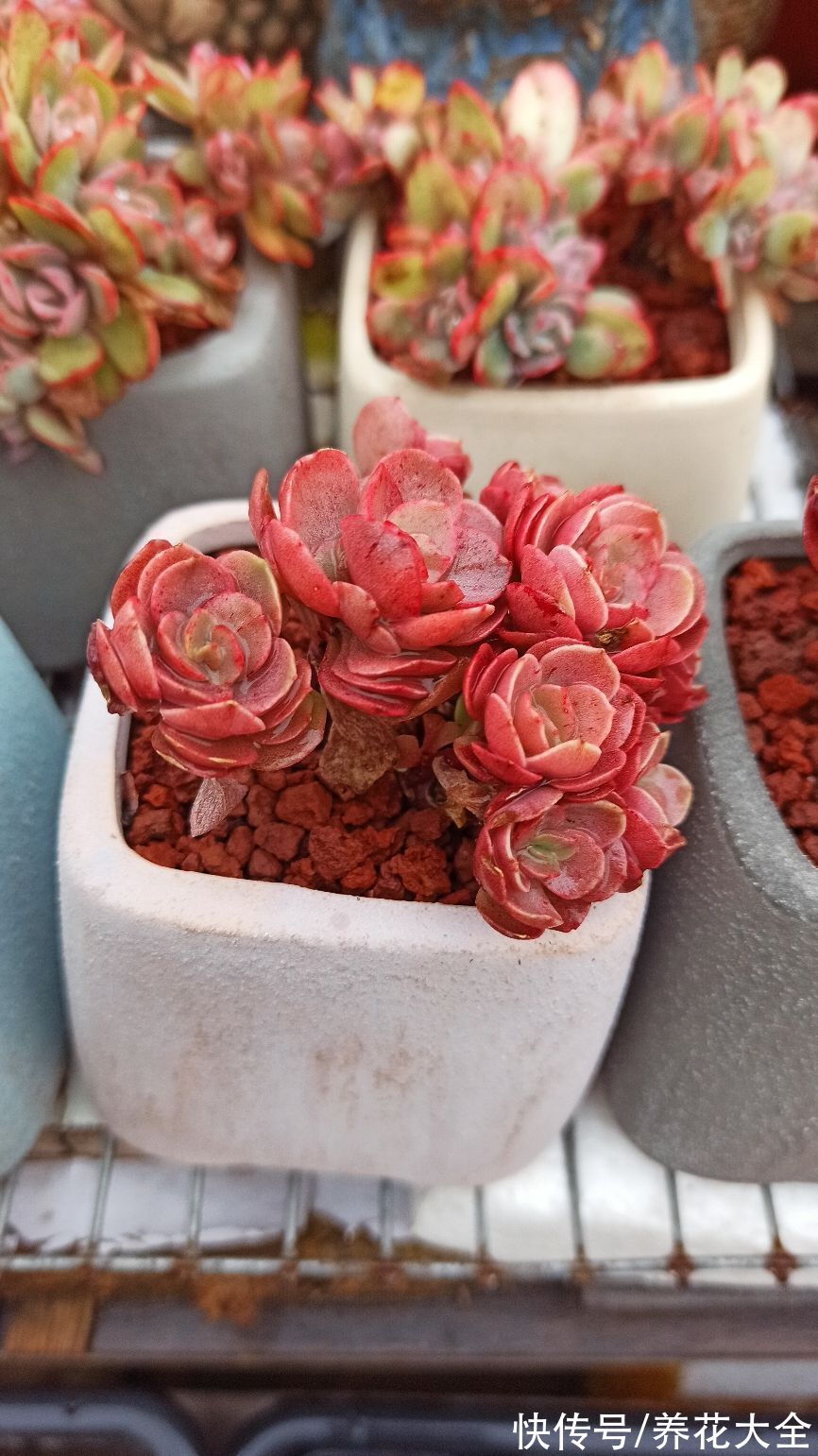 春天的多肉堪比“调色盘”,是上色关键期,赶紧晒太阳
