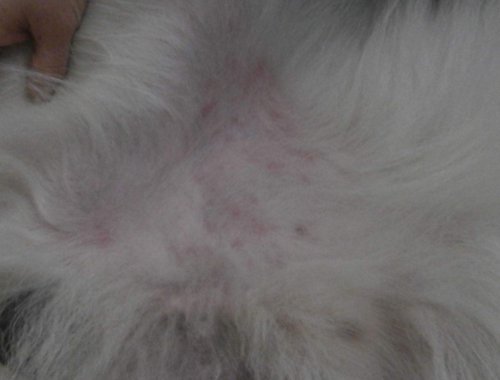 猫真菌感染舔得到尾巴 猫尾巴长真菌了怎么办 快资讯