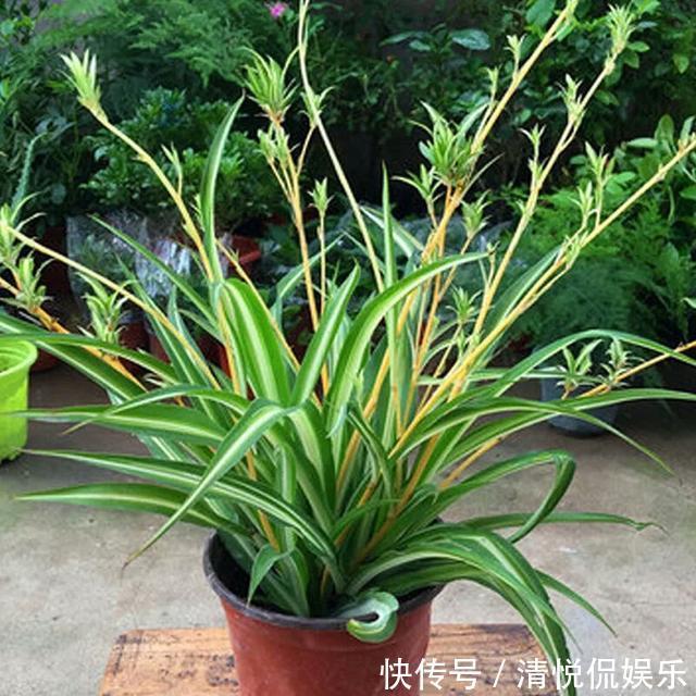吊兰|金边吊兰叶子发软不挺拔,修修剪剪换个盆,一个月爆盆不是事