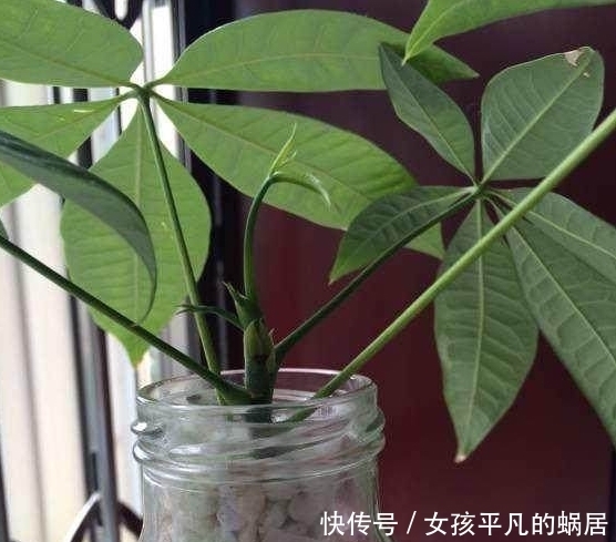 栀子花|掐个枝叶都能养活的10种盆栽植物,不用你管就能爆盆,你知道么