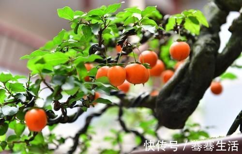 枝条|老鸦柿和金弹子不一样，做好修剪蟠扎，造型漂亮挂果多，比金弹子还要好看