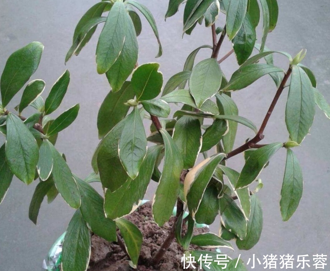 夏天|天热了,5种花已经“休眠”,切记不能频繁浇水