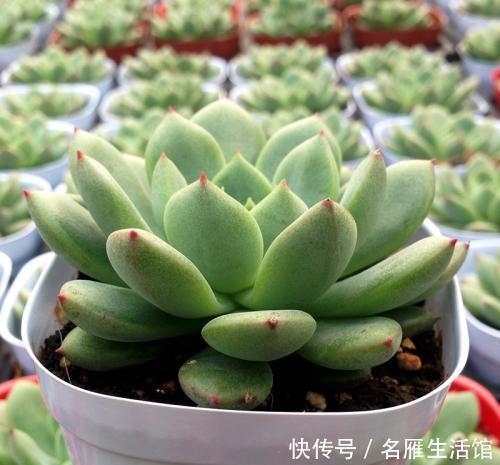 最厉害的养花营养液给多肉植物喝一勺,新叶呼呼长,不比花肥差