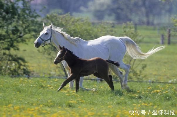 一生|生肖鸡出生在以下3个时辰最好命，男成龙女成凤，一生大富大贵