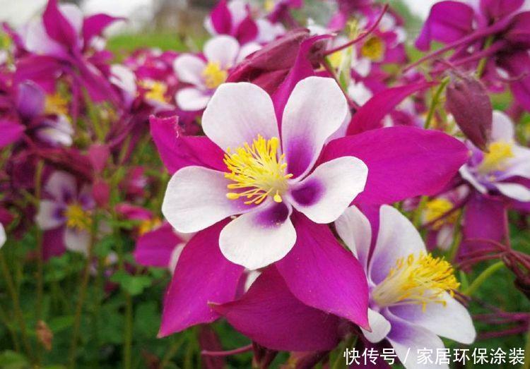 4种花开花爆盆花期长,花期长达200天,轻松养出小花园