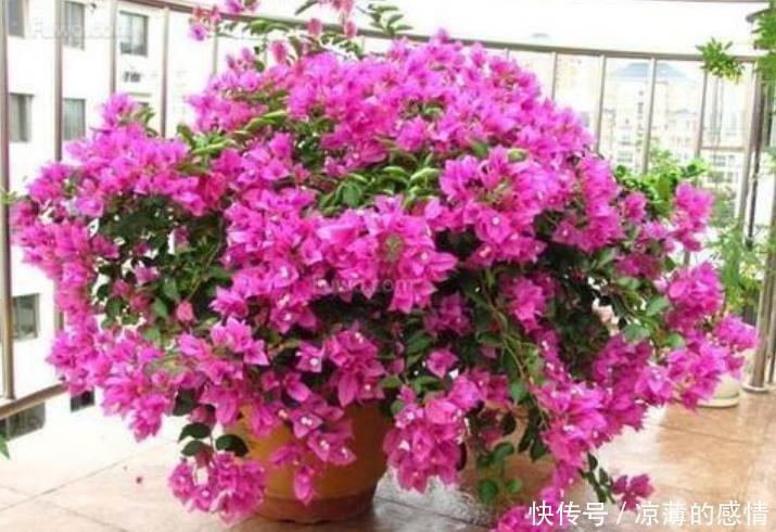 4种花养了就爆盆,好养易活开花漂亮,天天有花赏