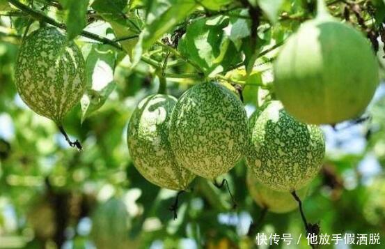 脾好人長壽1粥1穴,健脾胃、養脾陰、祛胃火,幫你滋養長壽根本