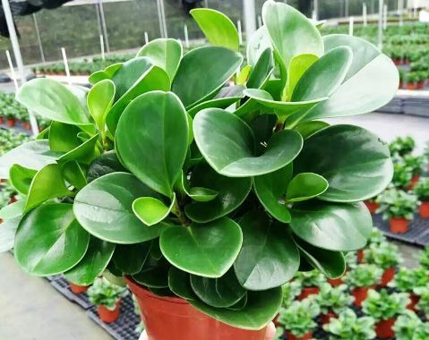 喜欢养菊,不如试试“高档玫瑰”红羽,美艳如少女裙摆,灵动可爱