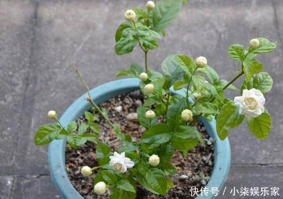 生根|扦插茉莉花,按照“此”方法,用点“这种水”,7天根系长满盆
