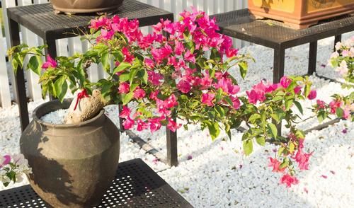 讨人喜爱的三角梅，越冬养护时需要多注意，环境温度不可小视