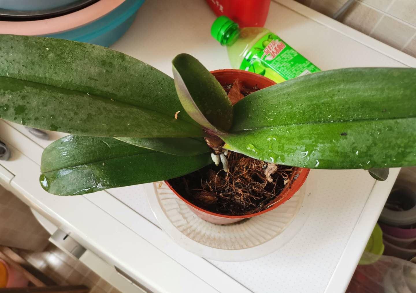 蝴蝶兰根腐就扔了，试试这种办法，操作简单成活率高