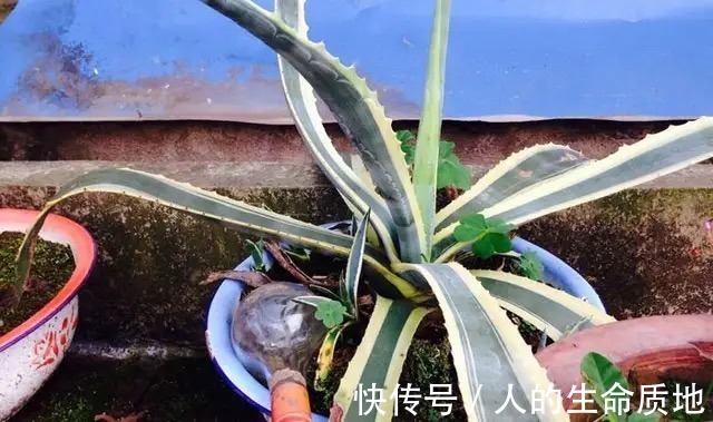 比国宝熊猫还要稀少,花开霸气十足,知道的人可不多!