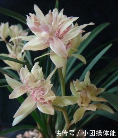 再忙也要养盆它,多瓣奇花自带香气,越冷越爱开,满屋“喷喷香”!