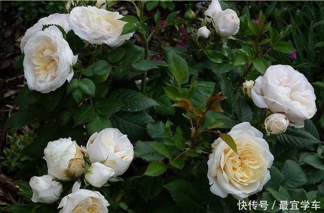 25款庭院月季推荐。助你打造五彩缤纷的庭院,丰花好养还能盆栽