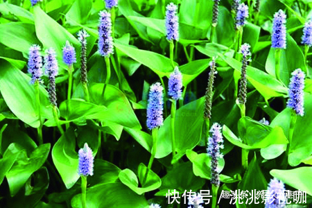 喜欢养花,不如养盆梭鱼草,艳丽,幽香,妩媚动人