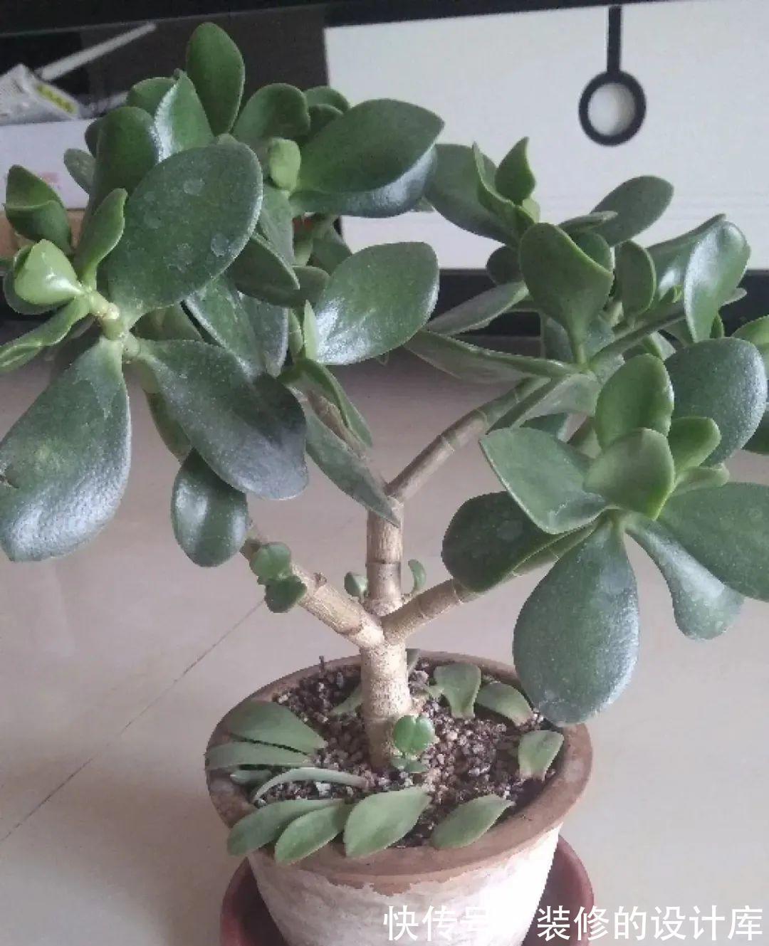 芦荟|8种花像“老母猪”,种一棵,生一窝,多得没地方养