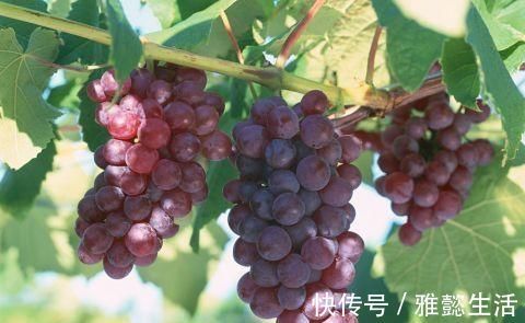 好处|吃葡萄好处多多,但却不能和以下食物搭配在一起,会起反作用