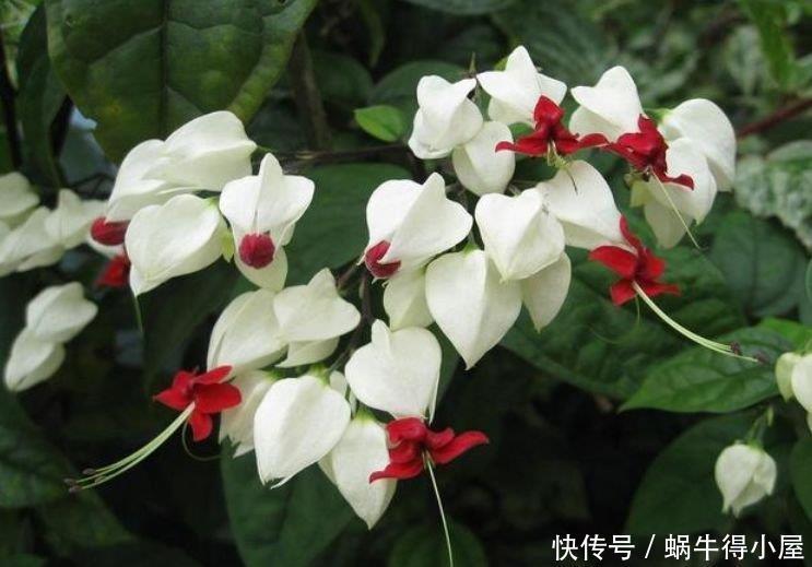 聪明人都养4种花,沾土就活,给点阳光就灿烂,开花不断!