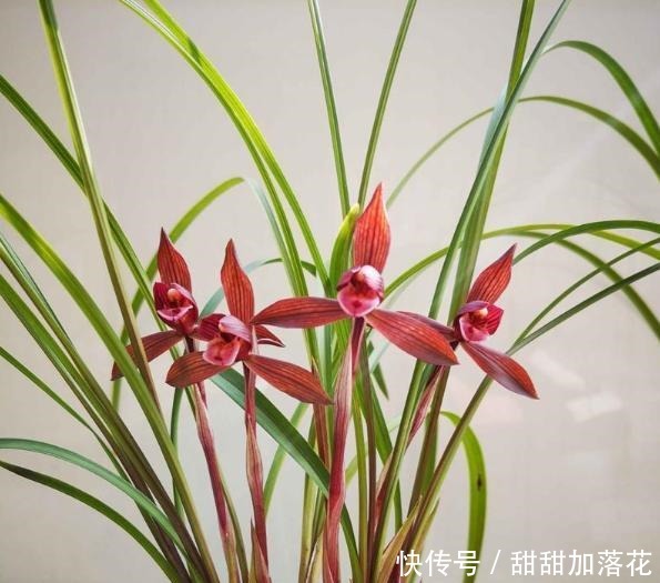 春兰十大红素之首“醉红素”,红杆红花,香味扑鼻,冬季养兰首选