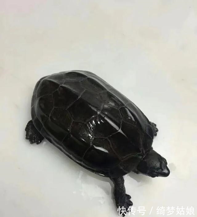 国龟&两种国龟的悲歌——古时的山泽常客到现今的附录稀客