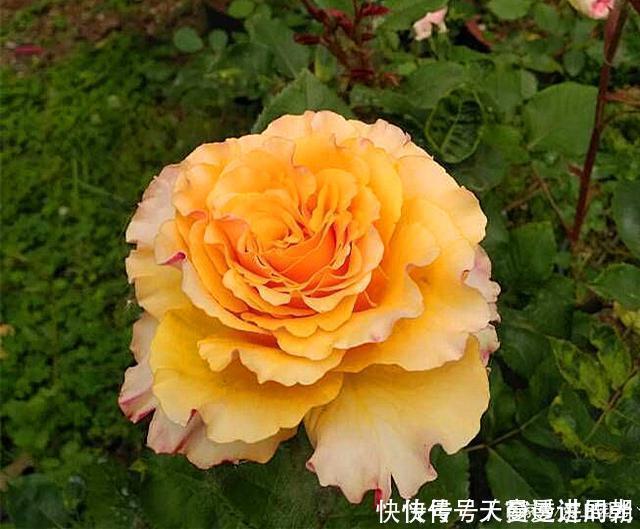 难度|最美的波浪边月季,又香又勤花,种植无难度,非常适合新手