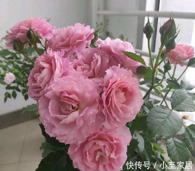  香气|3种有趣的“月季花”，不仅勤花，还带有香气，花开不停