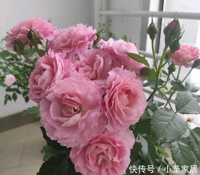 香气|3种有趣的“月季花”,不仅勤花,还带有香气,花开不停
