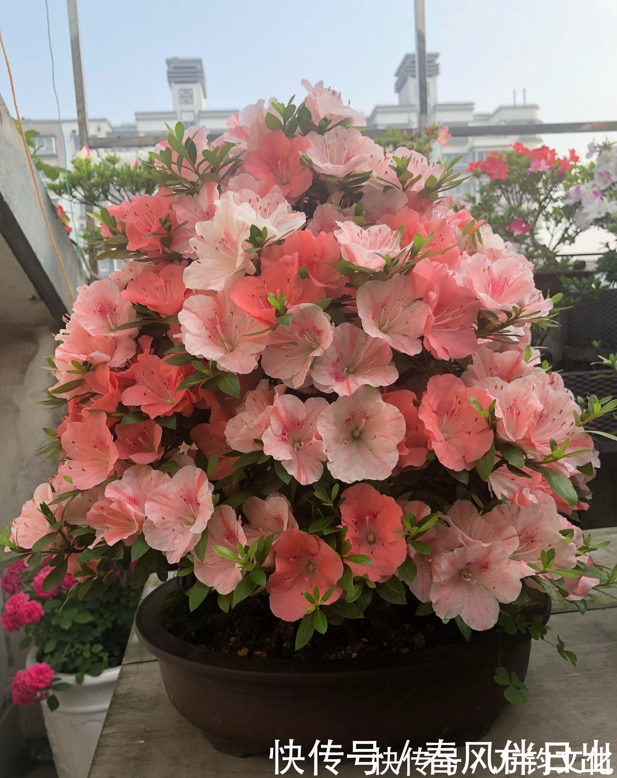 映山红映山红|中国十大名花之一,四季开花,观赏价值高,一花多色,漂亮又芳香