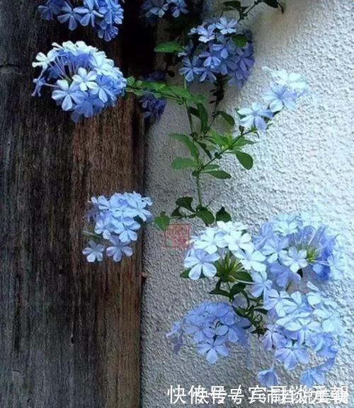 郁金香|7个绝美花园，个个美炸了天，等有钱了我也要建一个