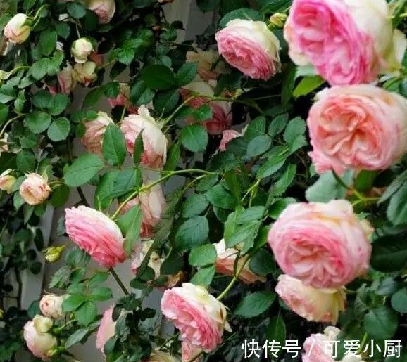 月季盲芽盲枝的原因,是月季的问题还是你养护不到位,看这里