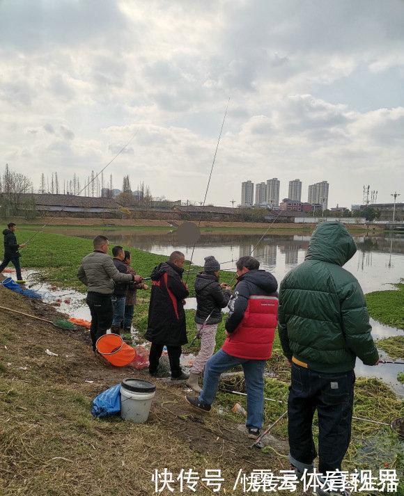 水塘|6斤!鸭子塘里的罗非鱼体型惊人,因常年吃鸭粪?