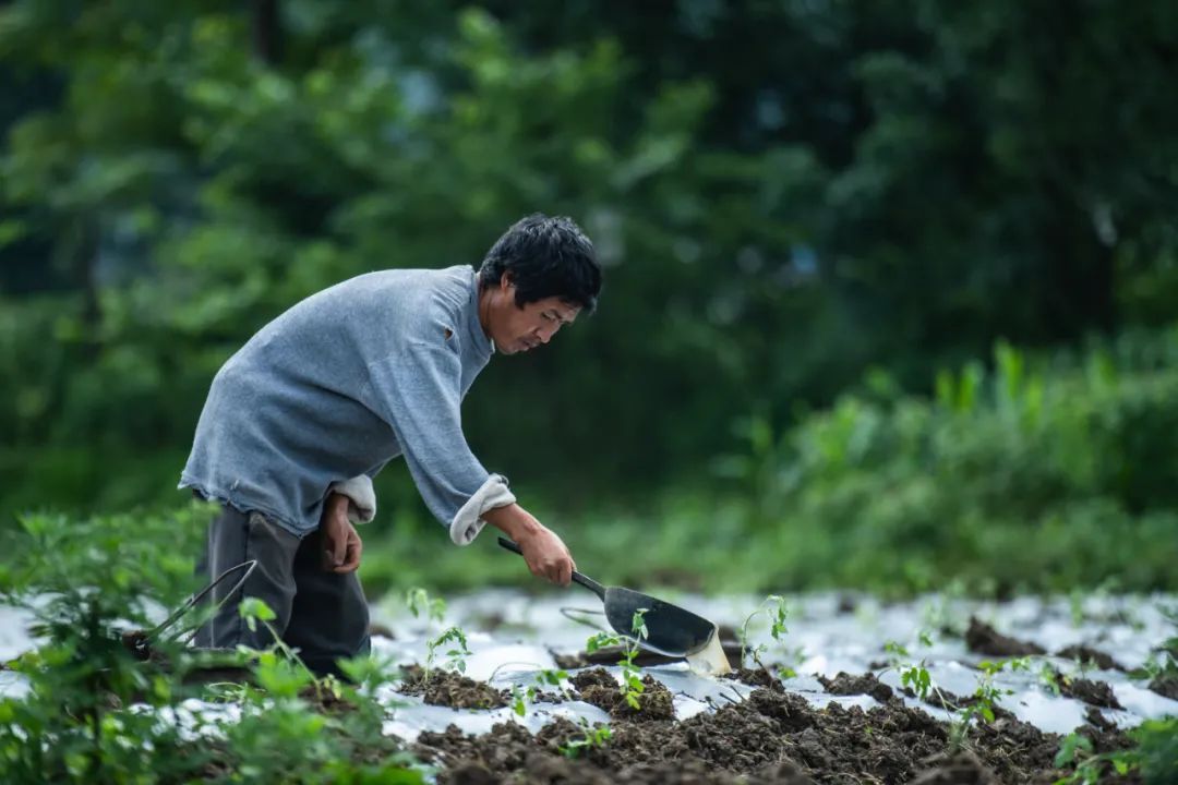 古人们|今日小暑：看看古人们在这一节气的“水果自由”