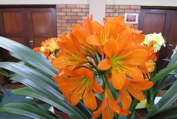  款花|漂亮像“假花”的3款花，花大色艳，香气浓郁，多季开花