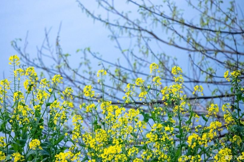 婺里看花花千姿、徽州古城美如画 - 自驾赏花之旅（一）