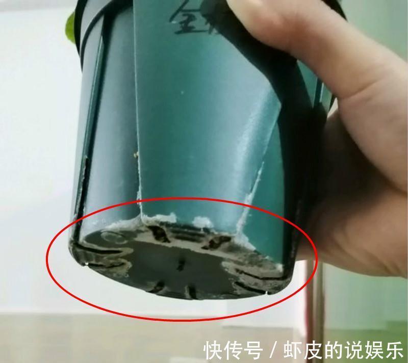 在家养花,最怕盆里出现这个,一浇水就烂根
