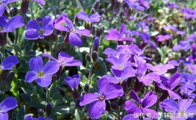 网上买花有准则，这4种花千万不能入手，买回家根本养不活