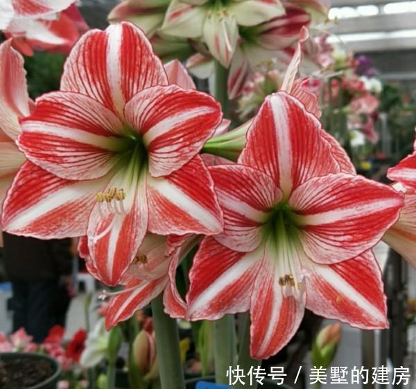 养花试试这几款，花朵大方挺拔，芳香典雅，非常美丽