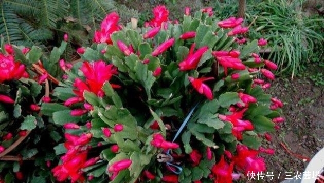 出花苞|蟹爪兰的花期到了, 这样做, 花开压断枝头!