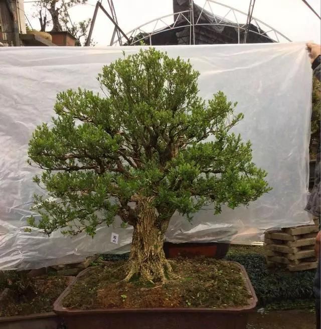 黄杨|10年前一盆上万,10年后一盆十块,烂大街的黄杨,被玩坏的盆景