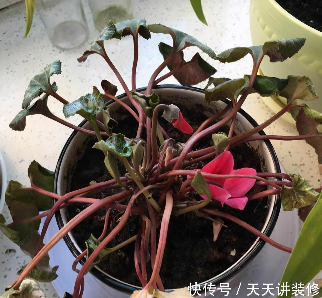 丽格海棠|4种花漂亮“娇滴滴”,新手养它都“没戏”,养一回伤一回