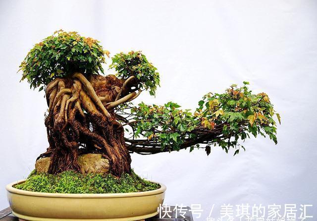 浇水|想要养好花先要养好根,根养好了,花儿才能长得旺,开花多