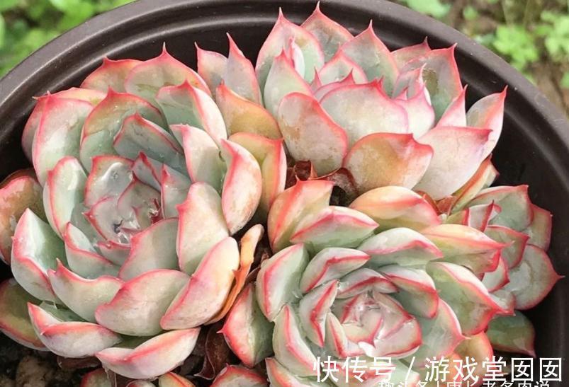 株型|分不清多肉荷花和猎户座?那就全买,反正它们都带红边,也都好养