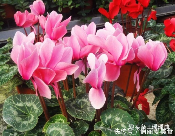 此花妖艳夺目烂漫多姿,给人一种展翅高飞的感觉,象征吉祥的到来