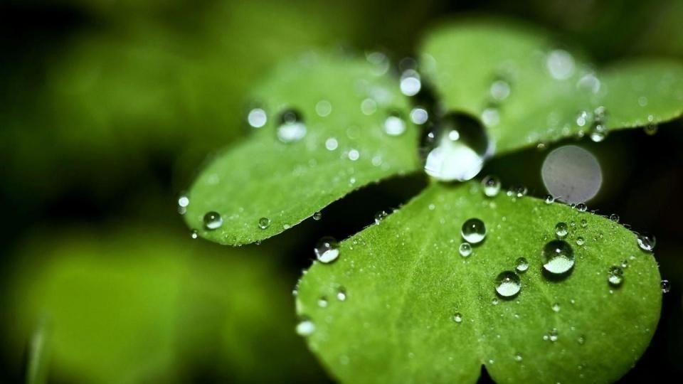 雨滴|一场春雨一场暖,春雨怎么拍才有味这些作品给你灵感