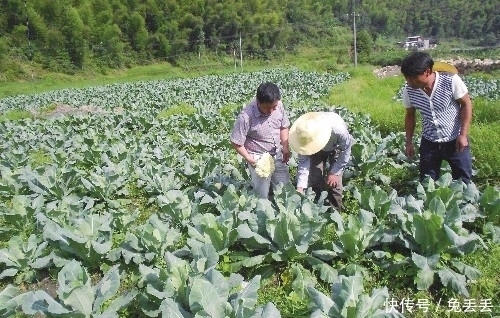 农村|农村一种蔬菜，形如花朵，一个重一斤多，女性朋友要多吃