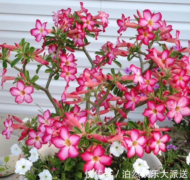 玉树|适宜客厅养的3种耐旱花，30天浇一次，茎壮花爆盆，叶子巴掌大