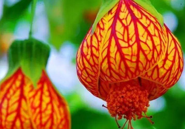 这几款植物养在家里，花期长易打理，楚楚动人，比牡丹更好看