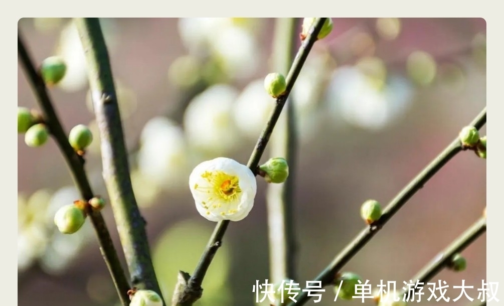 胭脂铅粉#明冬素润,千山暮雪,护月云轻,嫩冰犹薄